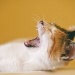 6 Ways to Keep Your Cat Cool During Hot Weather