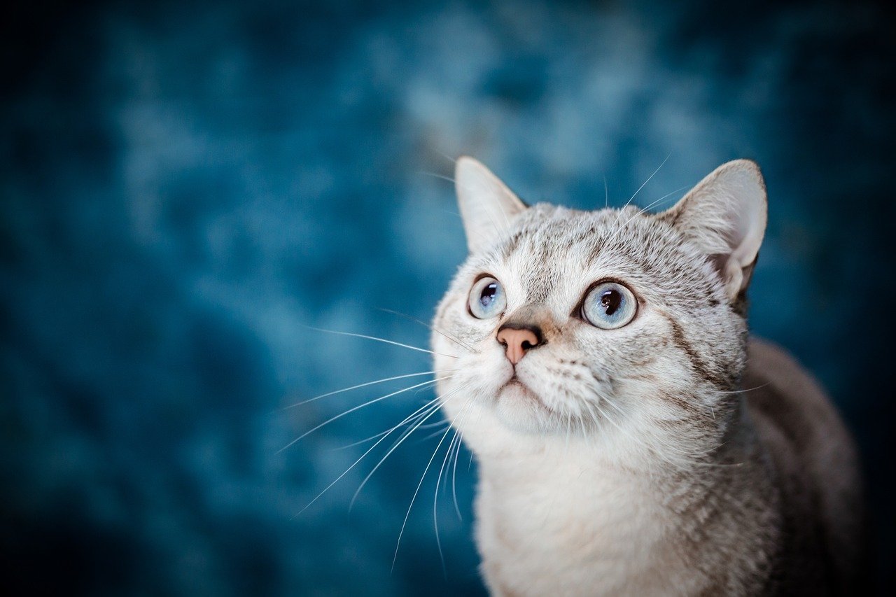 Socializing with Other Pets (image credits: pixabay)