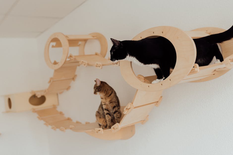 The Allure of High Places (image credits: pexels)