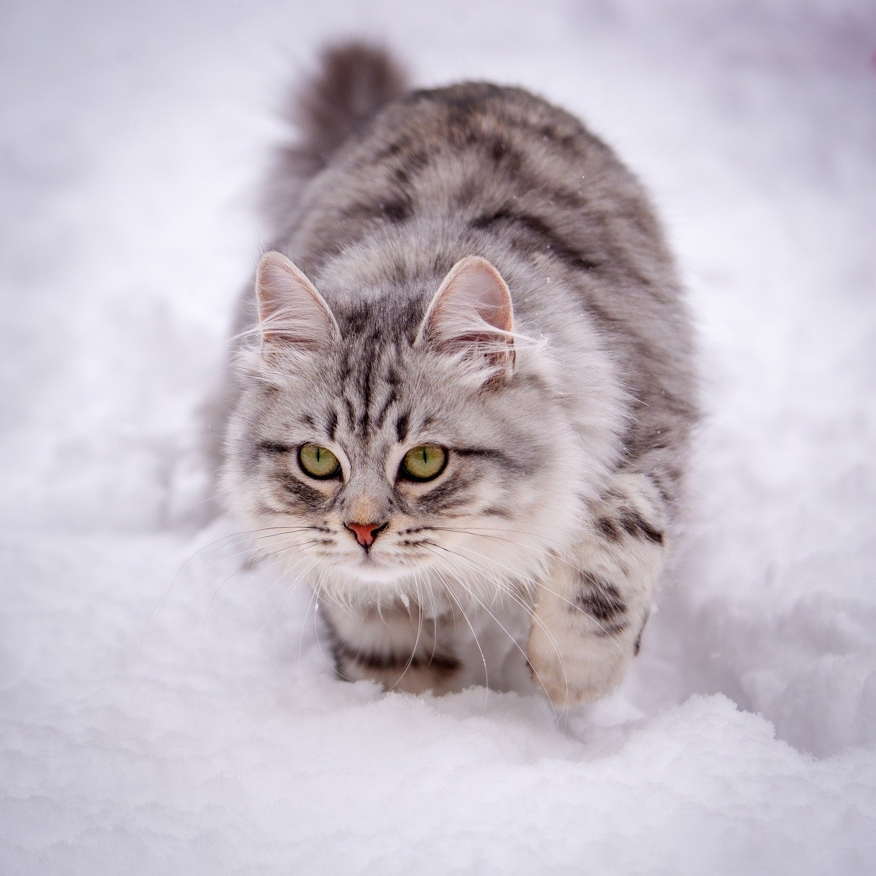 The Fascination with Small, Moving Objects (image credits: pixabay)