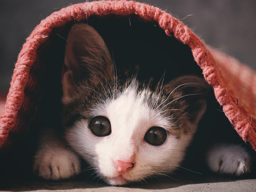 Why Do Cats Hide When They're Sick? (image credits: pexels)