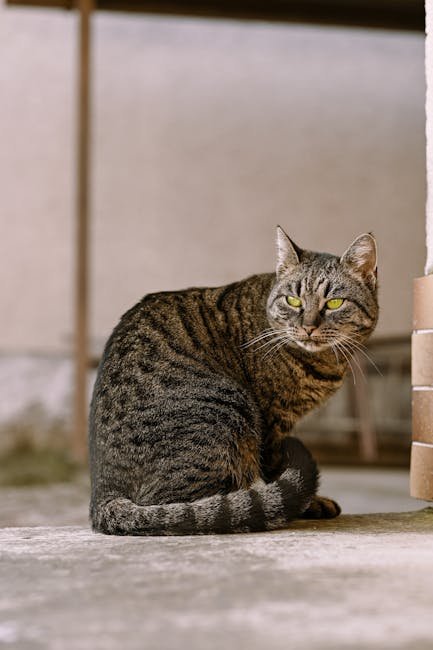 Monitoring Your Cat’s Behavior (image credits: pexels)