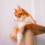 Cats Love Boxes