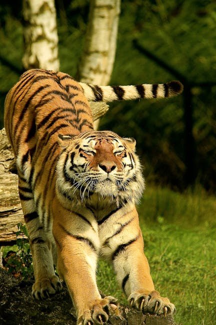 The Tiger (image credits: pexels)