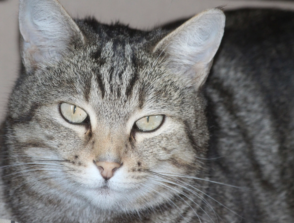 The Instinctual Nature of Cats (image credits: rawpixel)