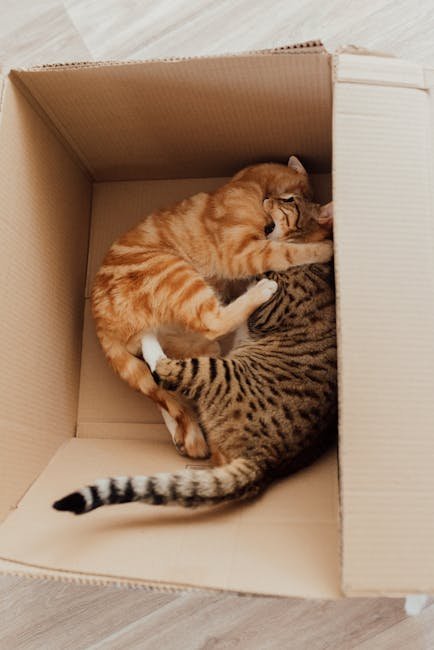 Box Size and Shape Preferences (image credits: pexels)