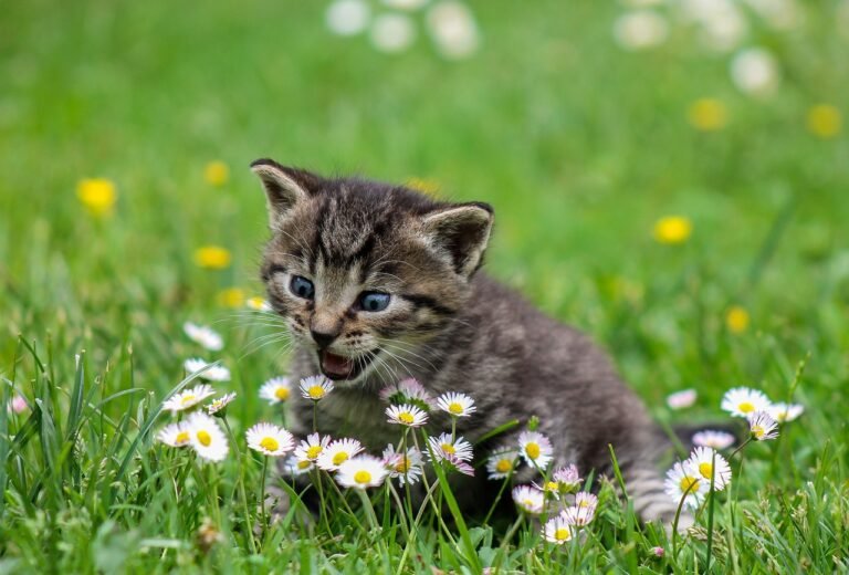 The Connection Between Cats