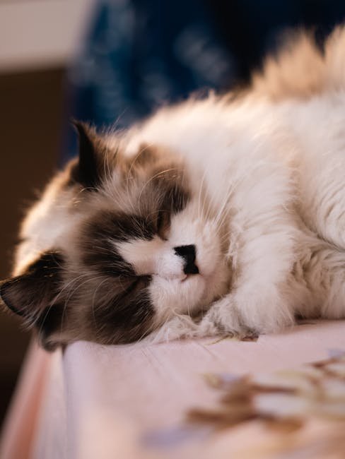 Cats as Mindfulness Teachers (image credits: pexels)