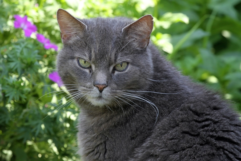The Therapeutic Benefits of Cats (image credits: rawpixel)