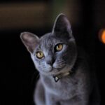 The Creative Soul: Russian Blue
