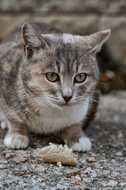 Addressing Territorial Behavior (image credits: pexels)