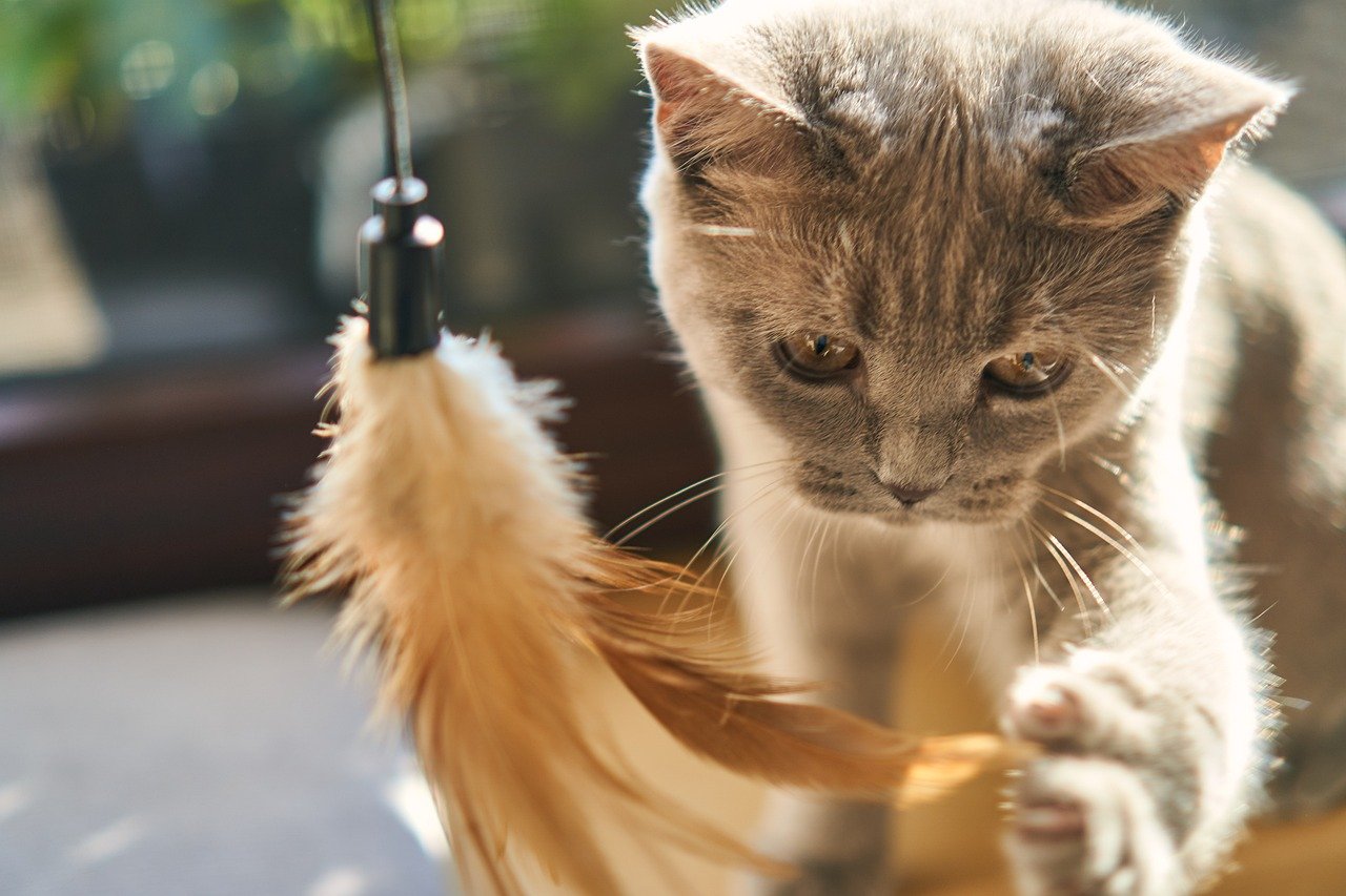 Teaching Gentle Interactions (image credits: pixabay)