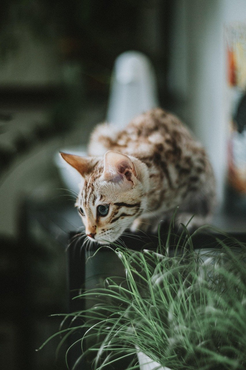 Bengal Cats: The Adventurous Spirits (image credits: pixabay)