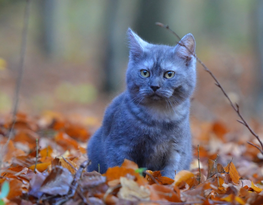 British Shorthair Cats: The Independent Spirits (image credits: rawpixel)