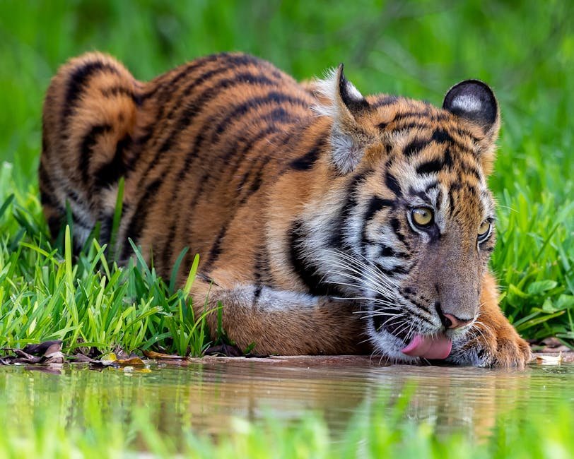 A Call to Action: Protecting Big Cats (image credits: pexels)