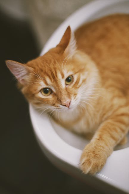 Introducing Multiple Boxes (image credits: pexels)