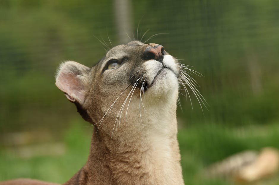 The Future of Big Cat Conservation (image credits: pexels)