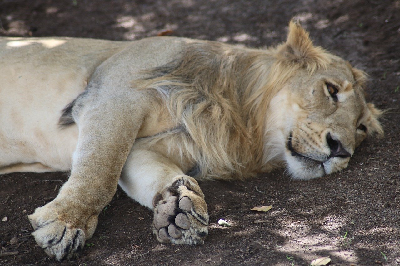 Asiatic Lions: Water in the Gir Forest (image credits: pixabay)