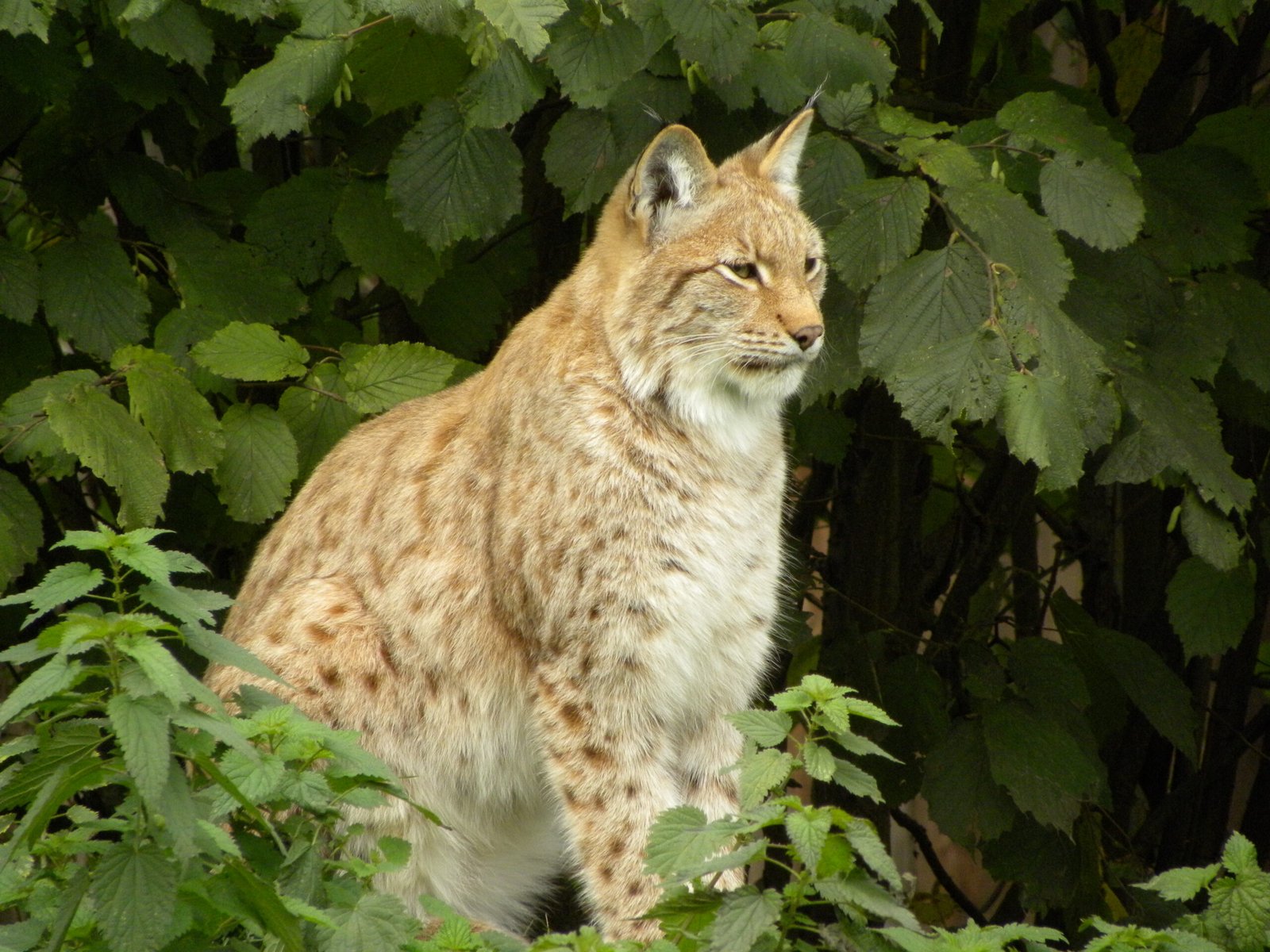 Eurasian Lynx: Water in the Boreal Forest (image credits: wikimedia)