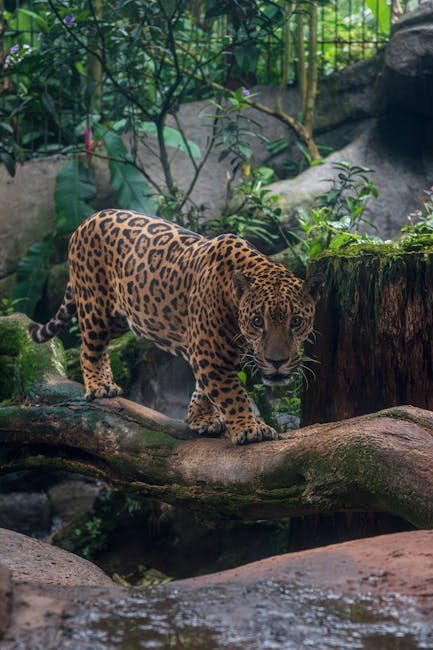 Margays: Water in the Canopy (image credits: pexels)