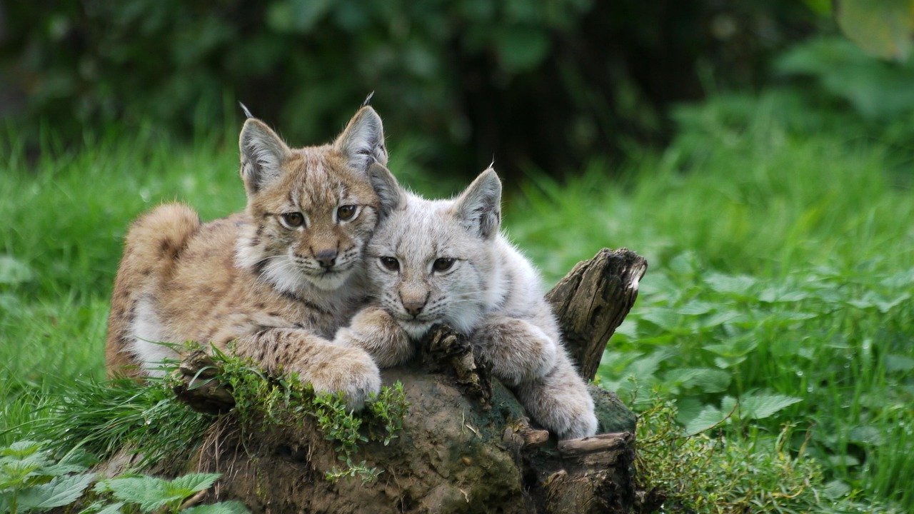 Bobcats: Water in the Wilderness (image credits: pixabay)
