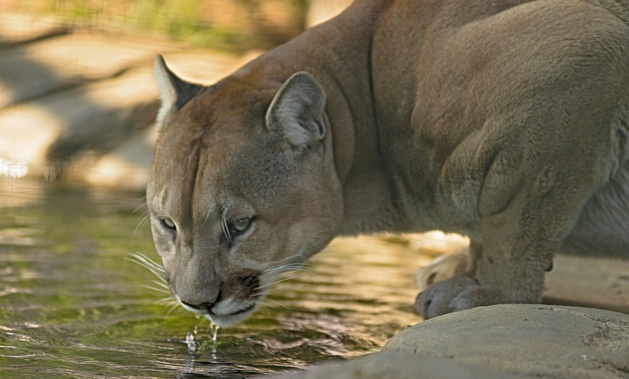 Cougars: Symbols of Independence and Balance (image credits: pixabay)
