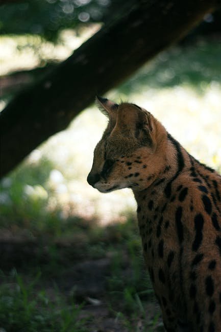 Clouded Leopards: Symbols of Mystery and Balance (image credits: pexels)