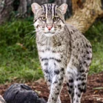 Adapt to Urbanization