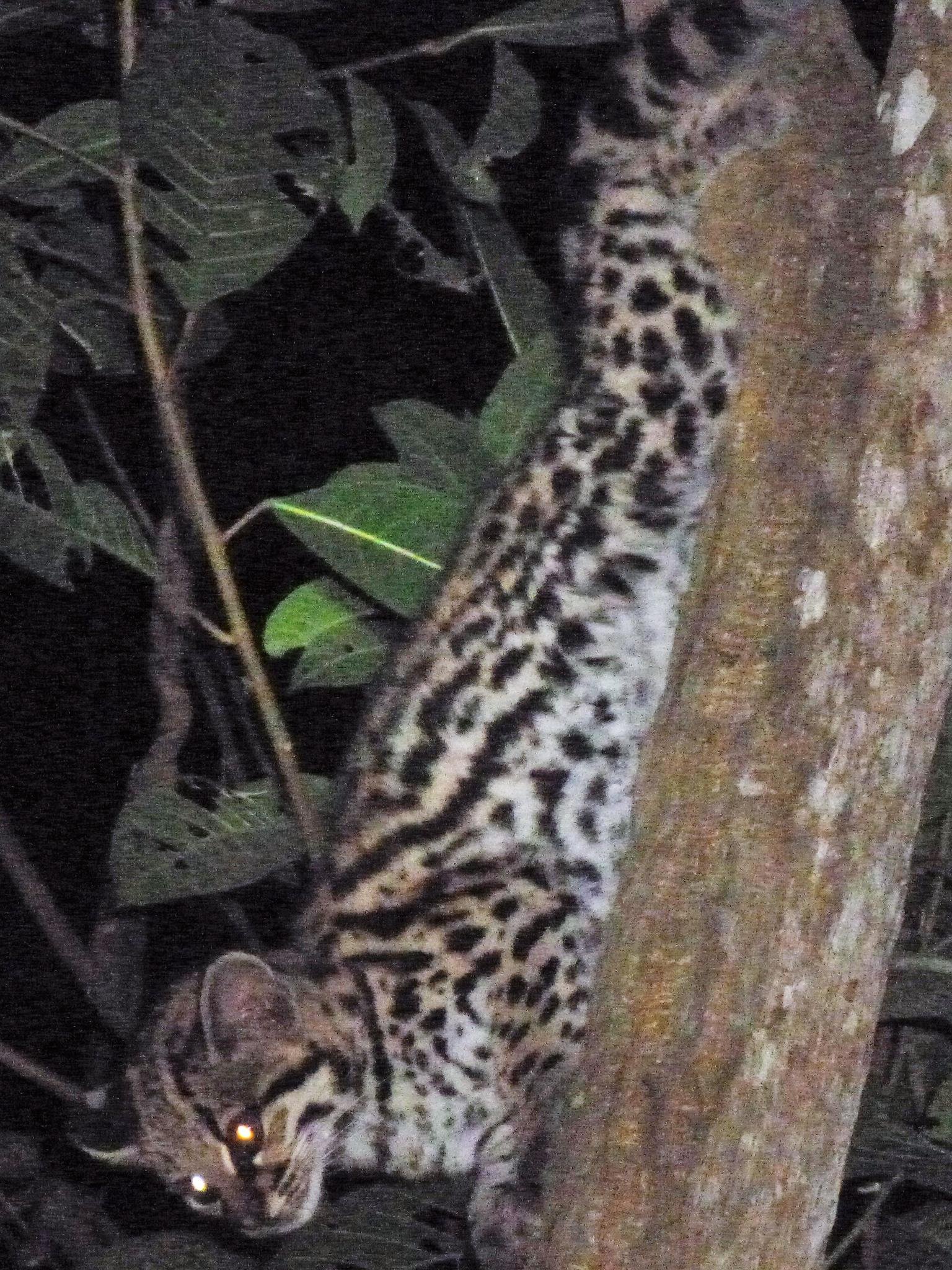 Margays: Guardians of the Forest and Night (image credits: wikimedia)