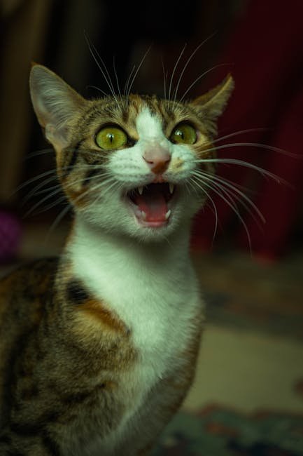 Observing Your Cat’s Reactions (image credits: pexels)