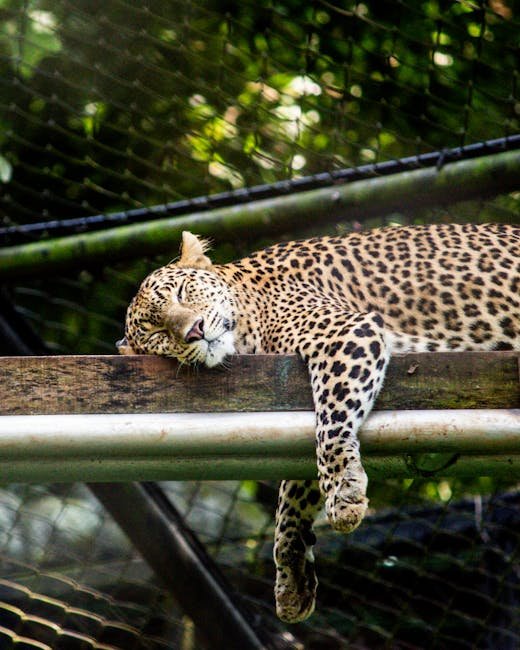Wildlife Corridors: Connecting Habitats (image credits: pexels)