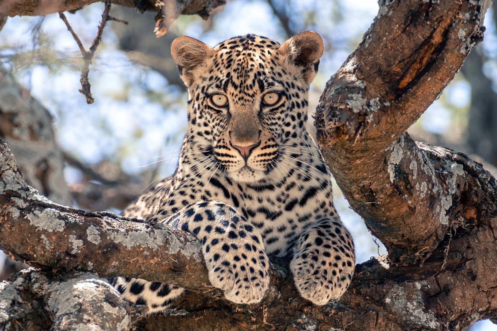 Collaborative Efforts: Working Together for Leopard Conservation (image credits: wikimedia)