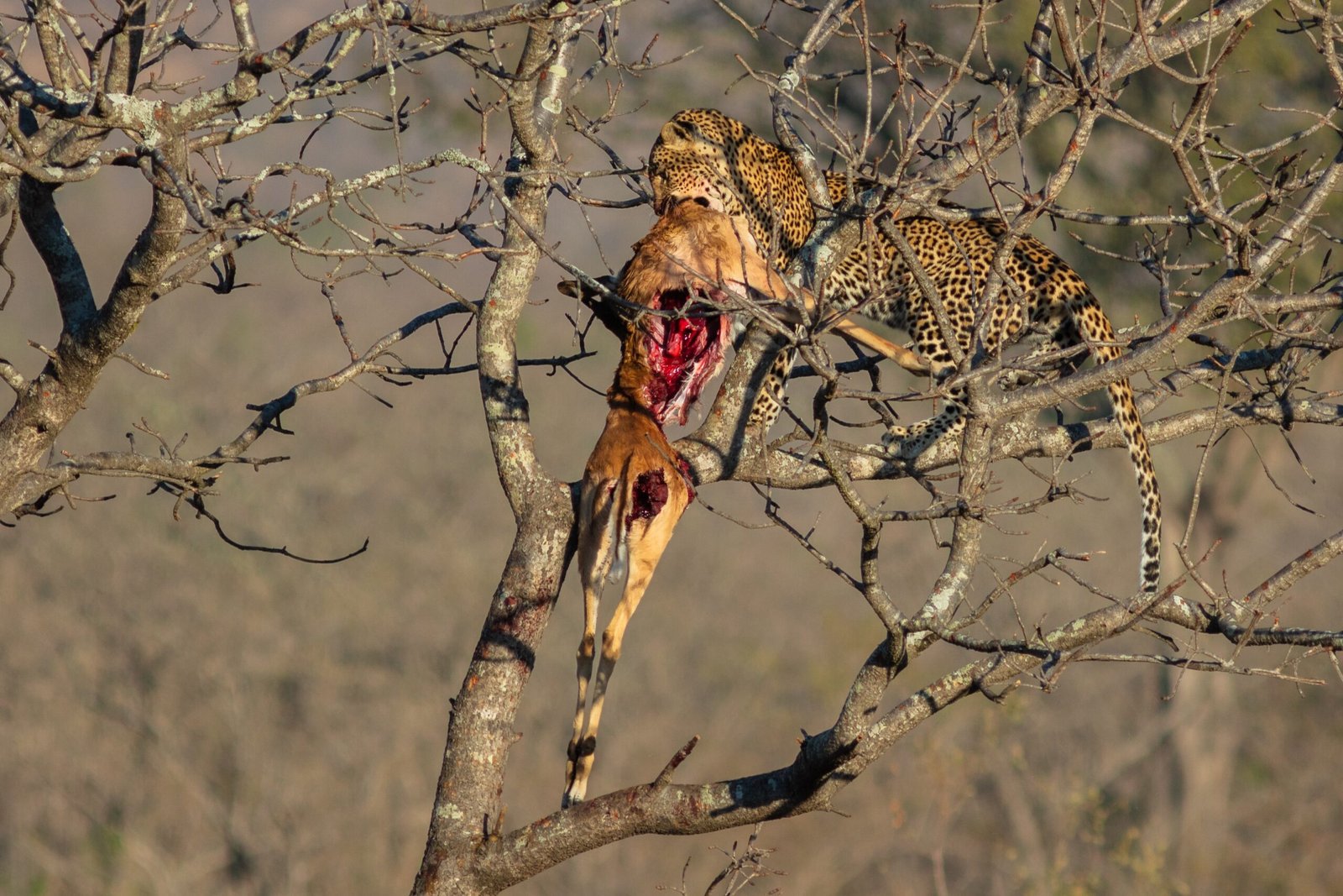 Leopard Stories: Inspiring Tales from the Urban Wild (image credits: wikimedia)