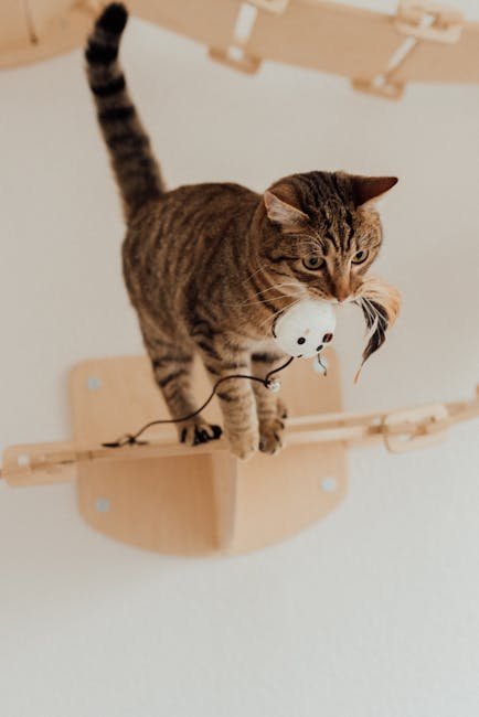 Behavioral Enrichment: Keeping Cats Engaged (image credits: pexels)