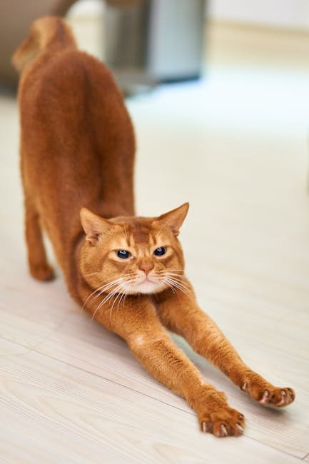 Health Benefits for Cats: A Natural Exercise Regimen (image credits: pexels)