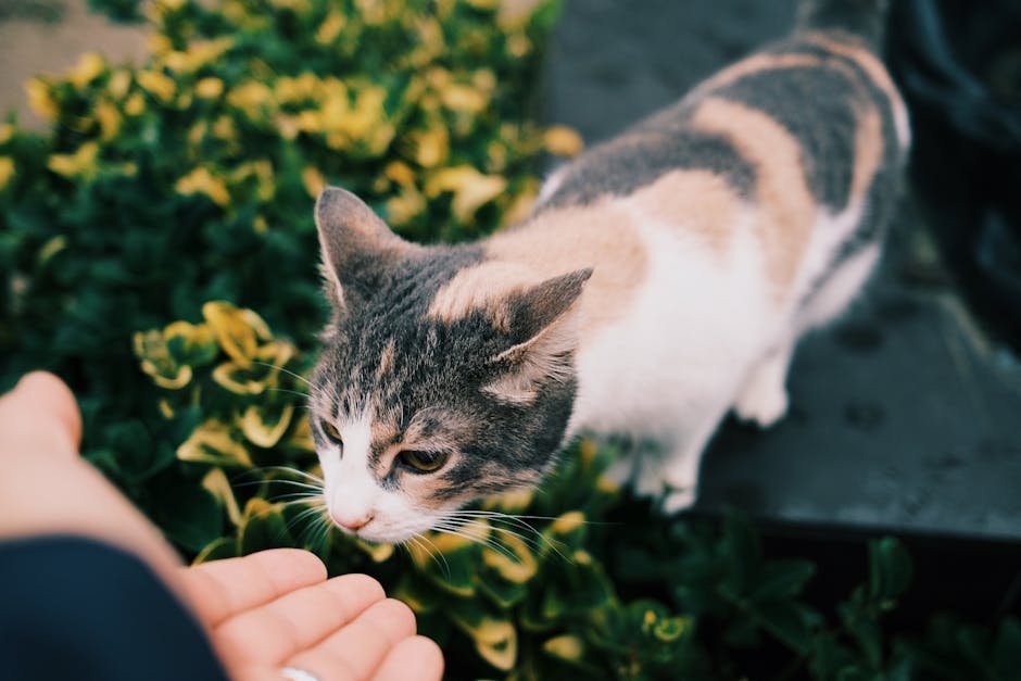 Historical Companions: Cats and Humans Through Time (image credits: pexels)