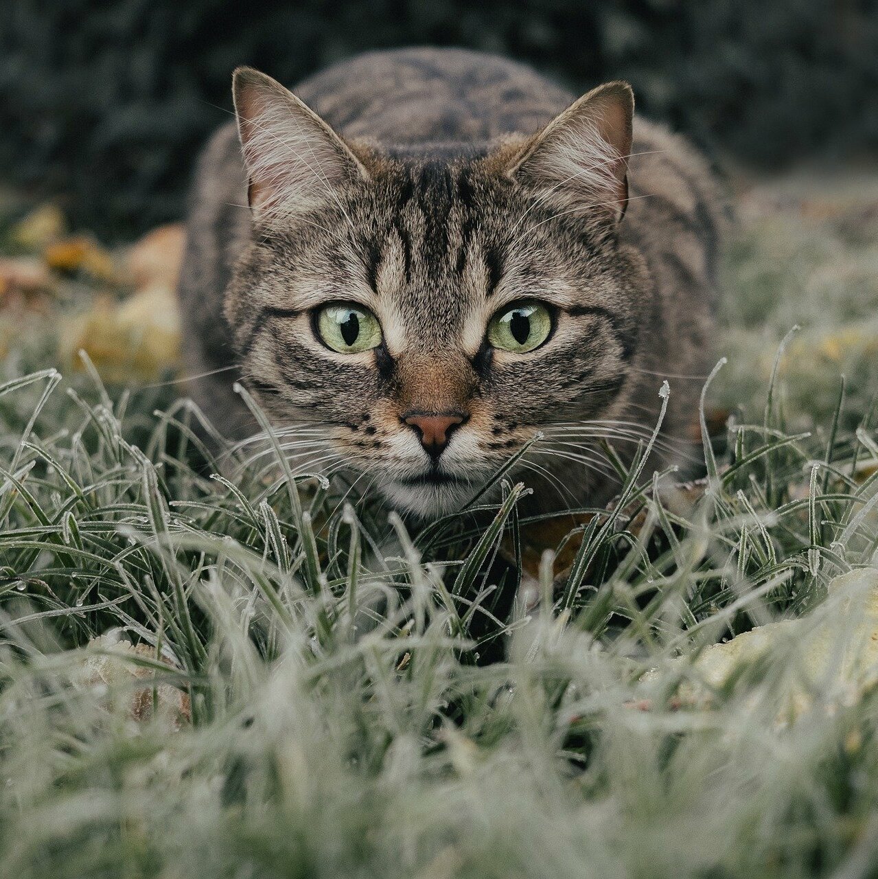 Myth Busting: Common Misconceptions About Cats as Hunters (image credits: wikimedia)