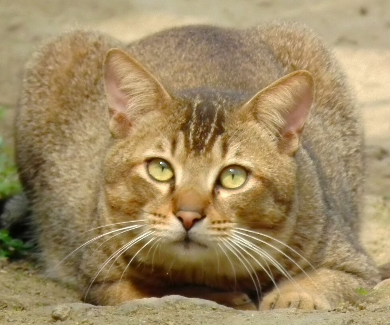 Choosing the Right Cat: Breeds Known for Hunting (image credits: wikimedia)