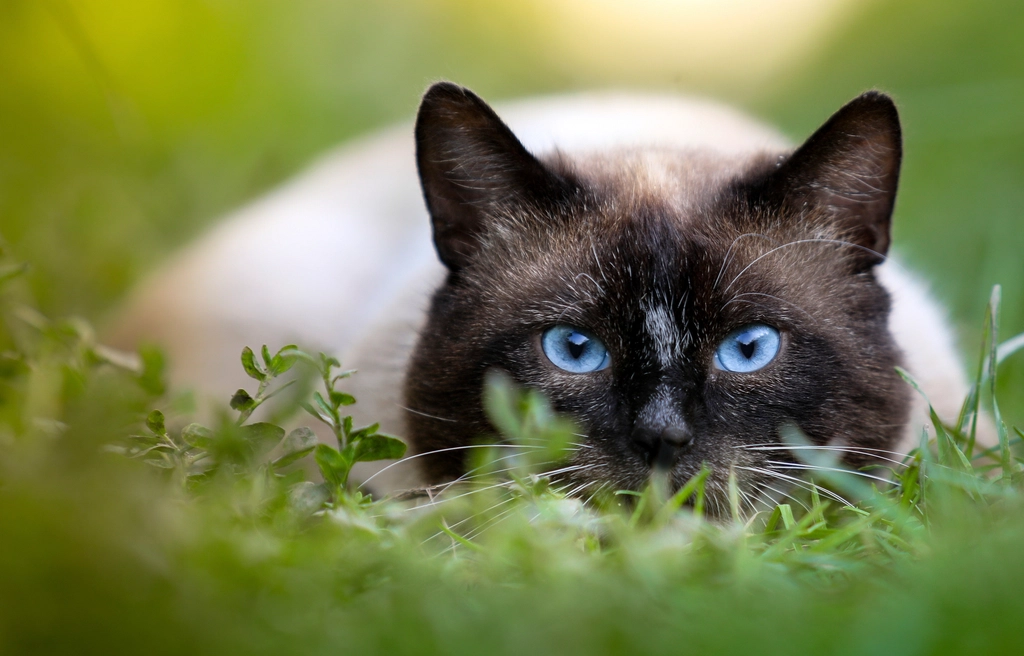 Indoor vs. Outdoor Cats: Pest Control Dynamics (image credits: rawpixel)