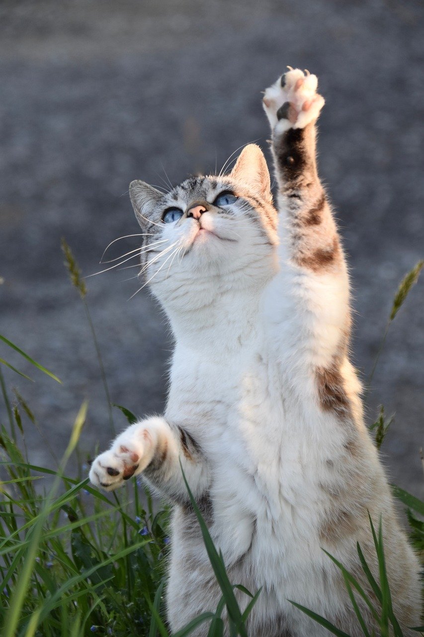 Maintaining a Balance: Coexisting with Wildlife (image credits: pixabay)