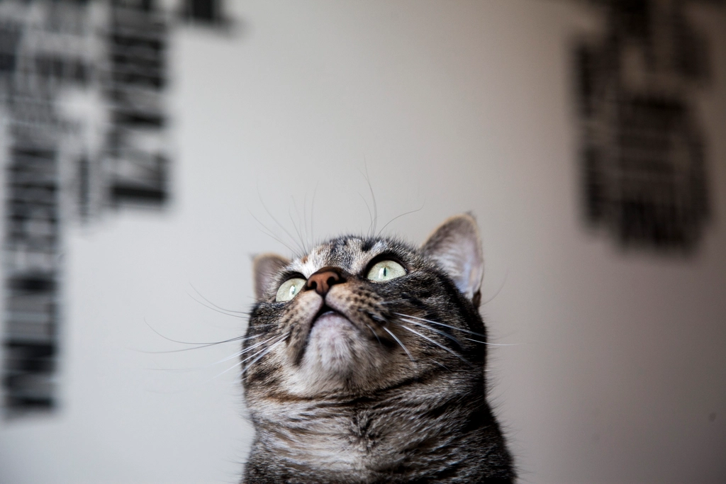 The Future of Pest Control: Cats in Modern Homes (image credits: rawpixel)