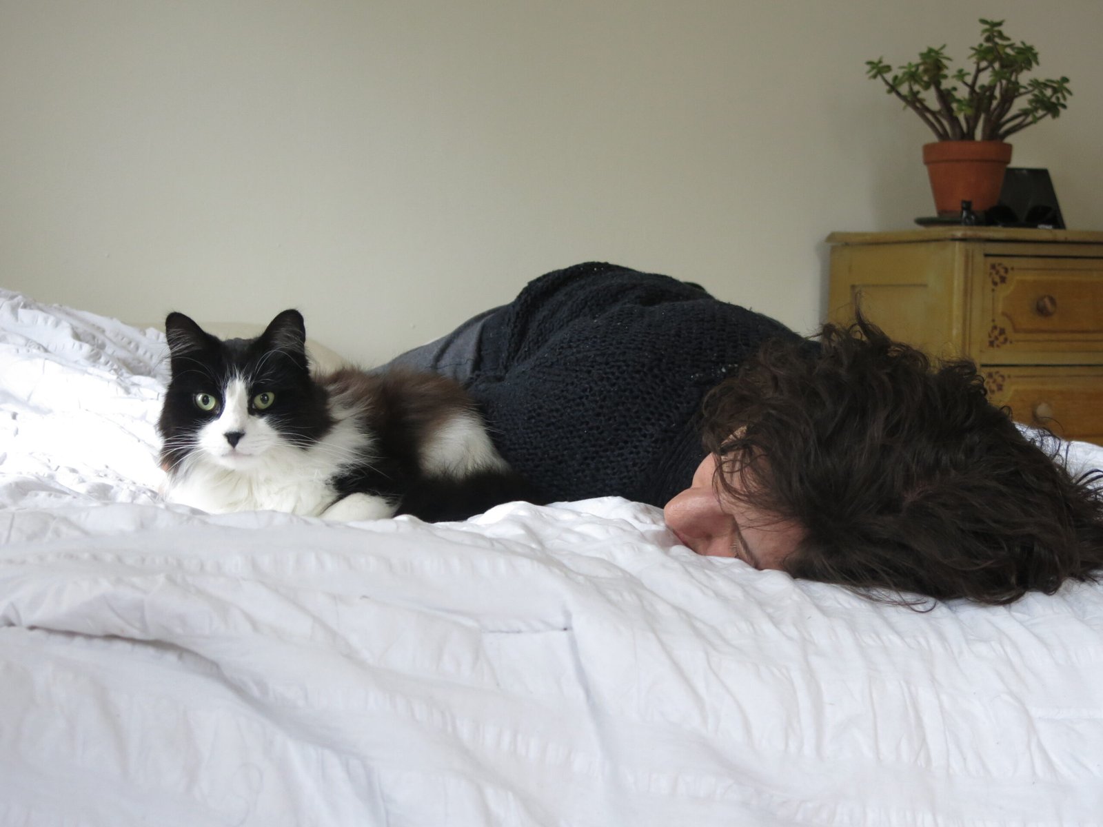 A Win-Win Relationship: Benefiting Both Cats and Humans (image credits: wikimedia)