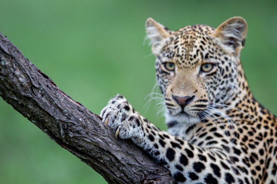 Adapting to Diverse Environments (image credits: stocksnap)