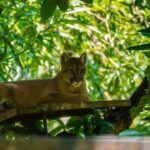 Cubs Survival Skills?