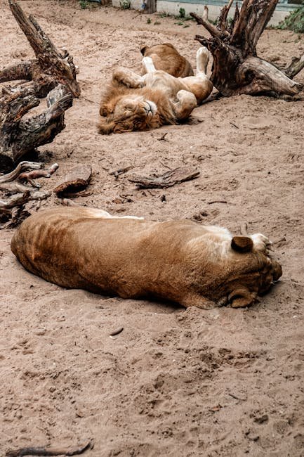 Impact of Climate Change on Big Cats (image credits: pexels)