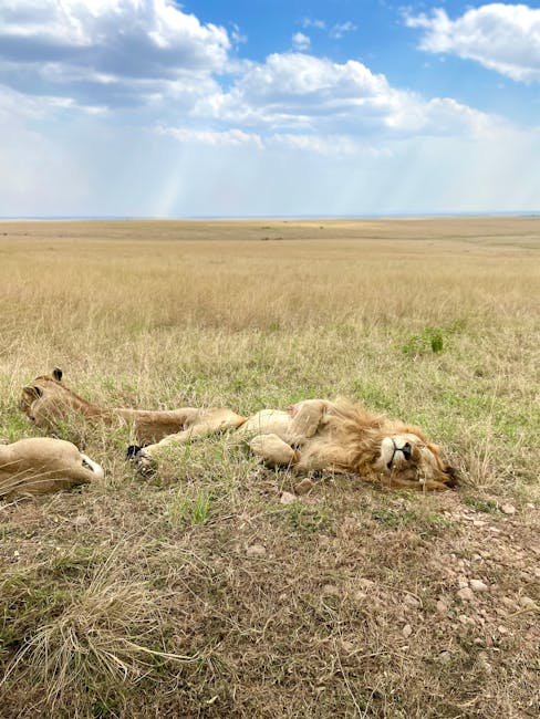 The Future of Big Cats in a Changing World (image credits: pexels)