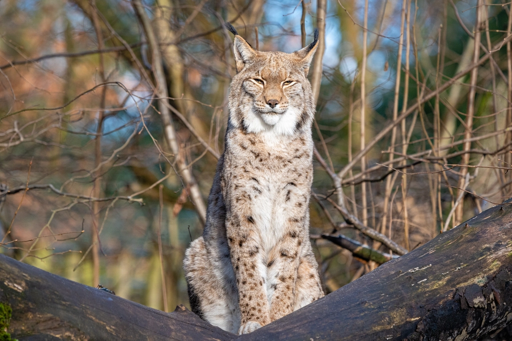 Why We Should Care About Big Cats (image credits: rawpixel)