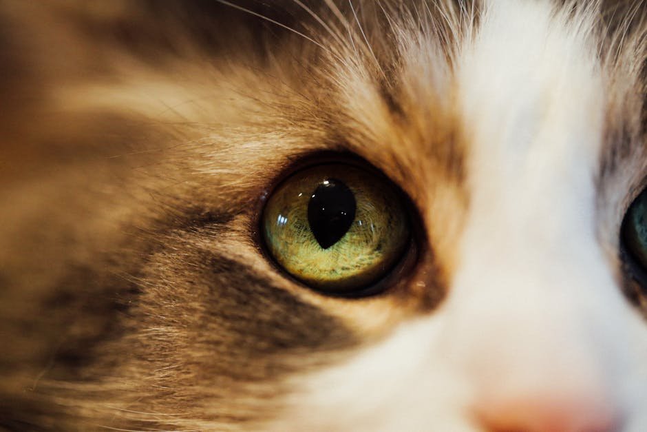 Comparing Feline and Human Vision (image credits: pexels)