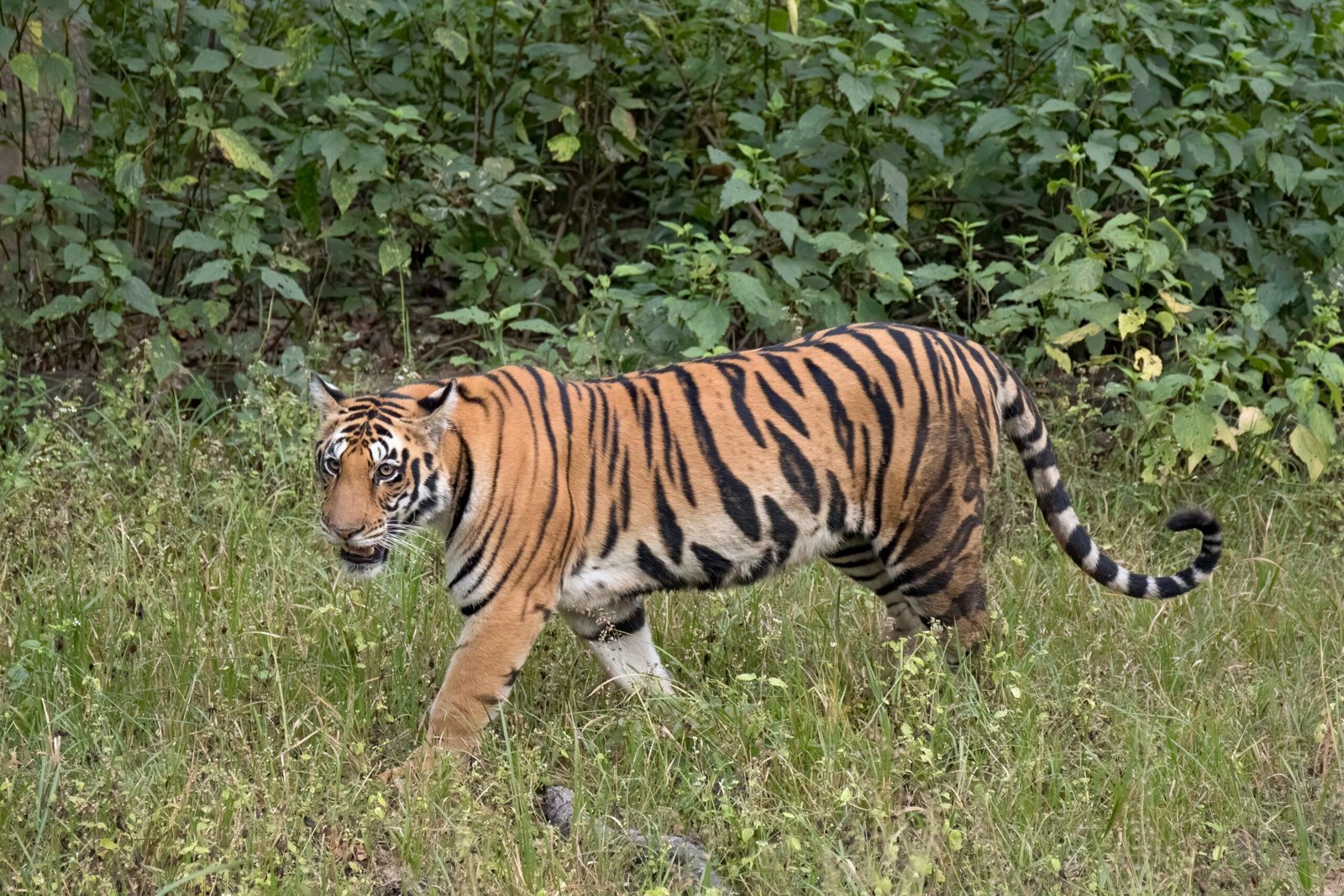 Learning to Navigate Complex Terrain (image credits: wikimedia)