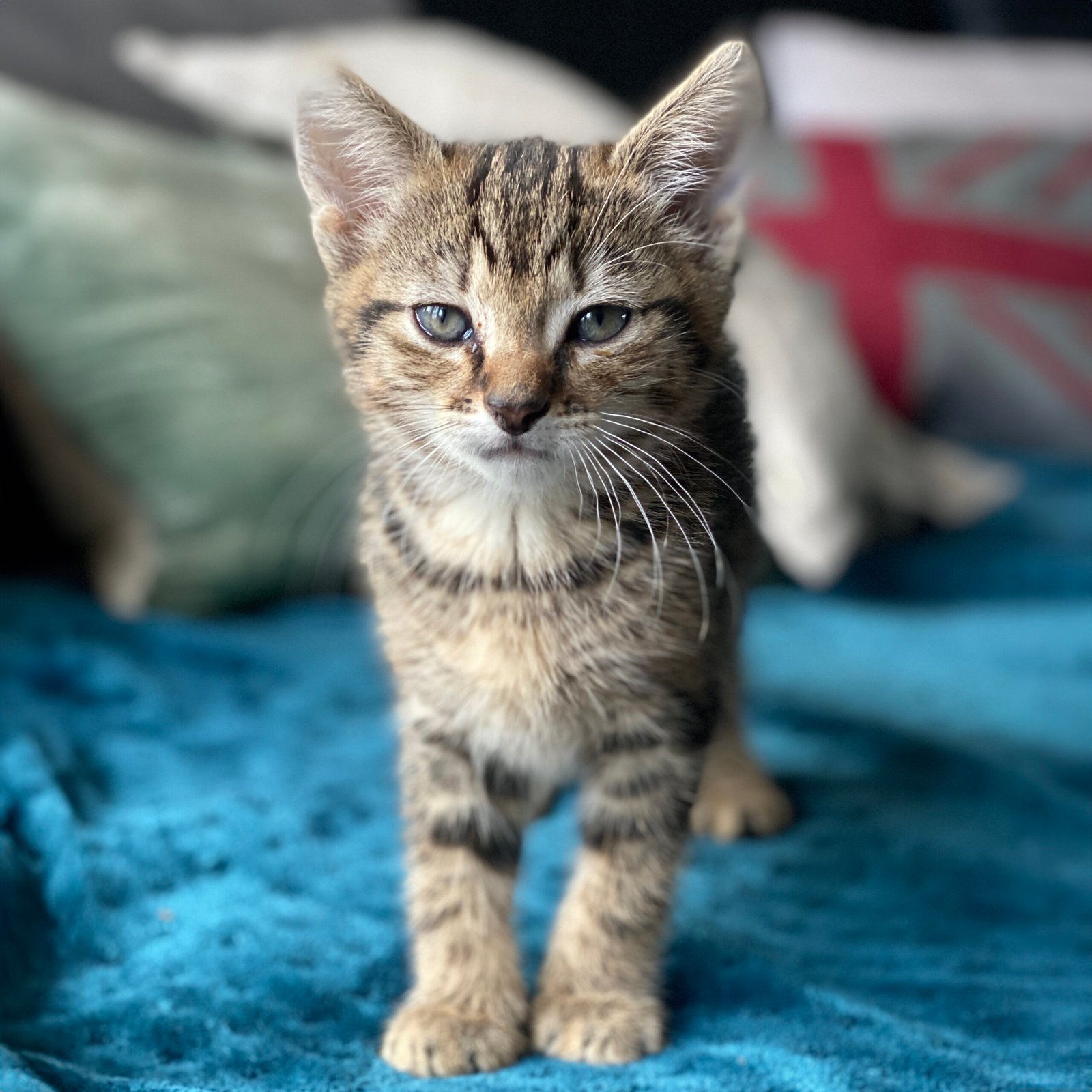 Recognition of Other Cats: Social Dynamics (image credits: wikimedia)
